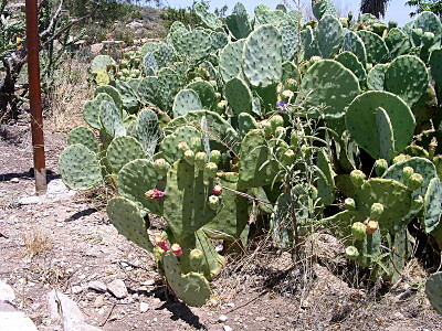 [The plant withits many, many flat oval leaves covers the entire image. There are many green pears attached to the leaves, but only a few purple ones near the front of the image.]